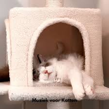 katten muziek